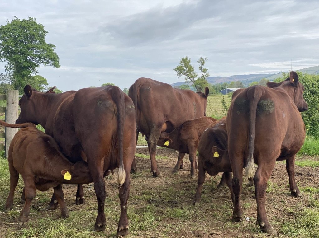 Four brown cows and two calves stand on grass; one calf is nursing while the other stands nearby. All cows have yellow ear tags. A fence and trees are visible in the background.
