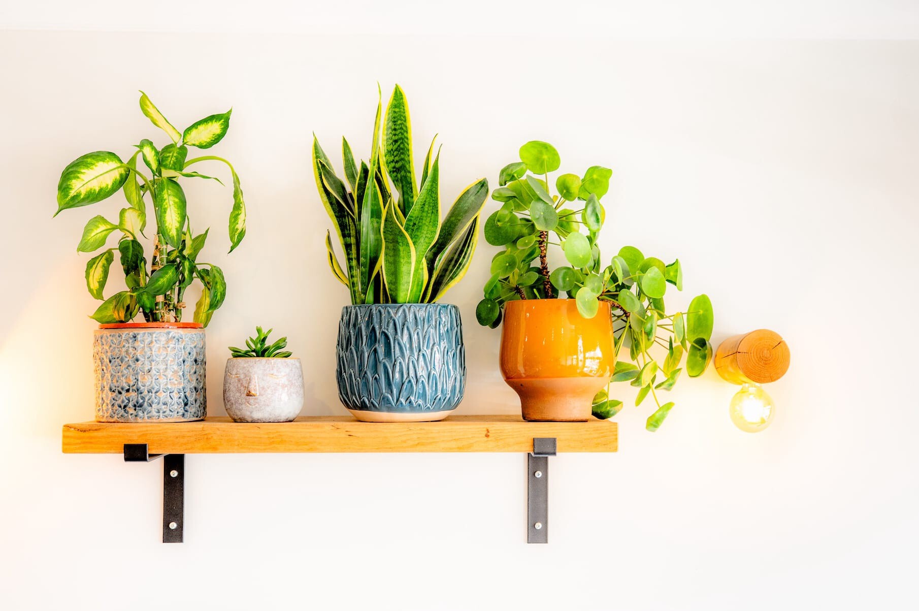 A wooden wall shelf displays four potted houseplants in various colorful pots next to a wall-mounted light bulb fixture.