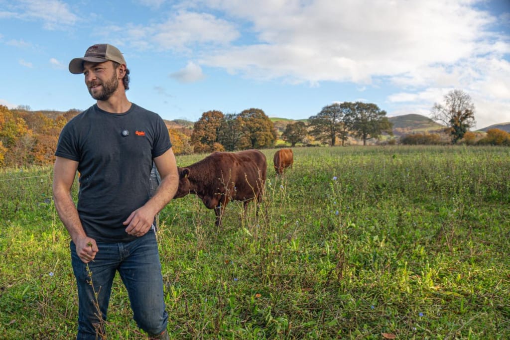A farmer stands in a sunny field with a two cows in the distance
