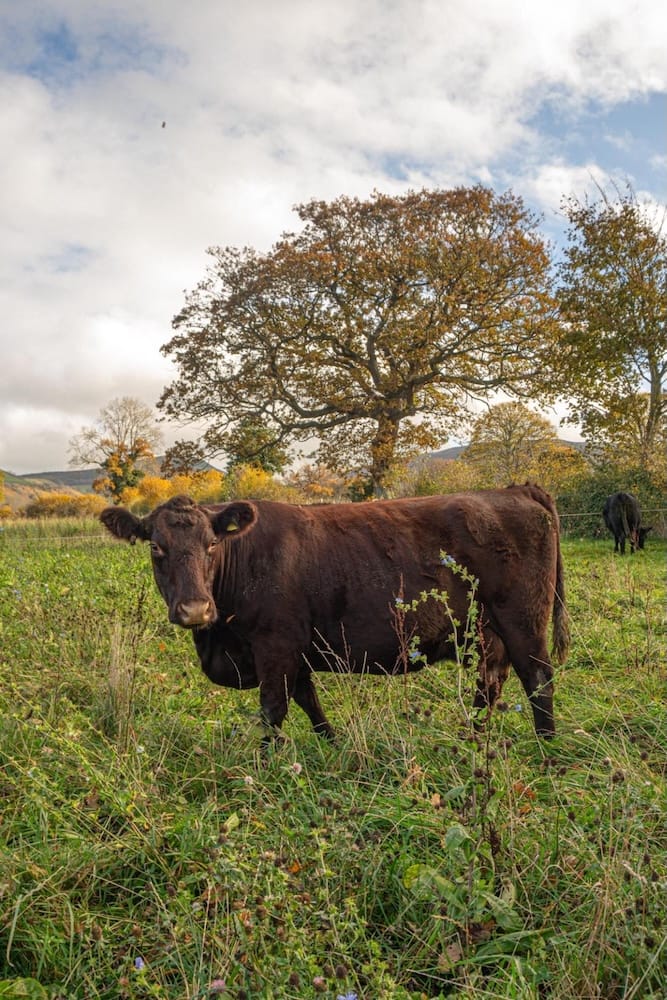 A red poll cow stands in a sunny grassy field
