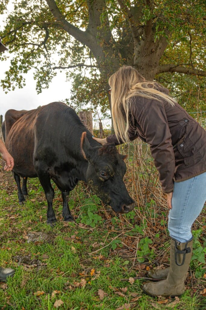 Cafe owner greets organic dairy farm cow in a grassy field.