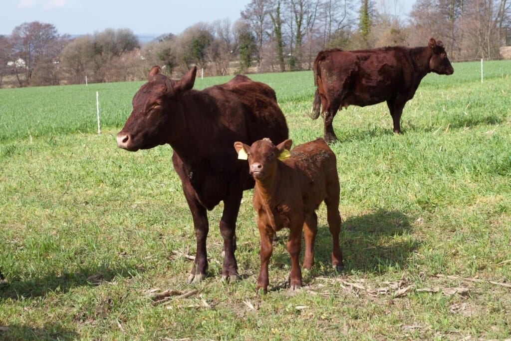 A brown calf and it's mother stand in a grassy field, the calf looking at the camera.