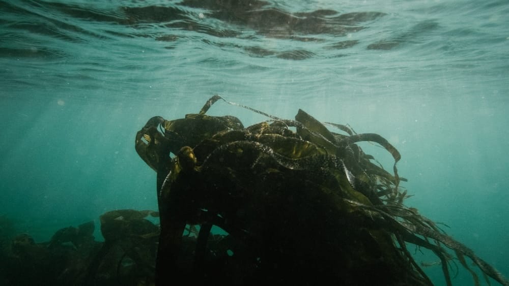 Underwater view of a dense cluster of seaweed with sunlight filtering through the waters surface above.
