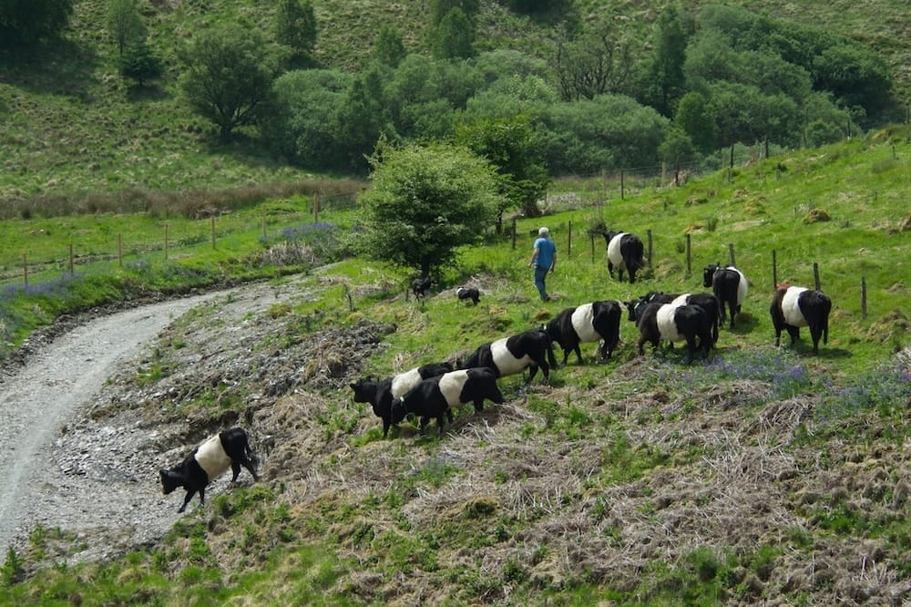 A person walks behind a herd of Belted Galloway cows grazing on a grassy hillside near a dirt path, with trees in the background—a tranquil scene reflecting the spirit of rewilding Wales.