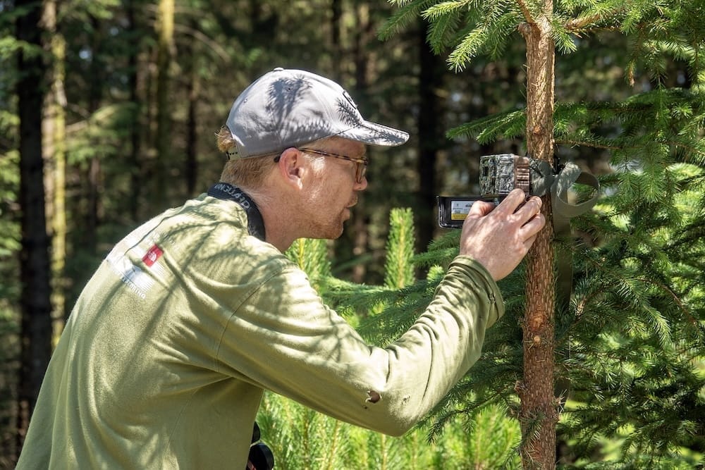 A person in outdoor clothing adjusts a trail camera attached to a tree in a forested area, playing an active role in monitoring wildlife as part of the rewilding Wales initiative.